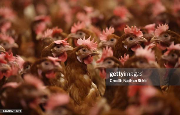 Chickens are kept indoors due to Avian Flu on February 23, 2023 in Lancashire, England.