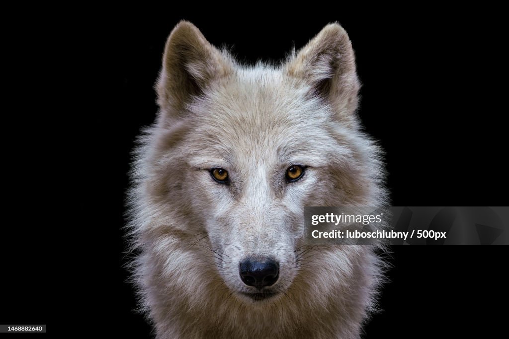 Portrait of arctic wolf isolated on black background Polar wolf,Czech Republic
