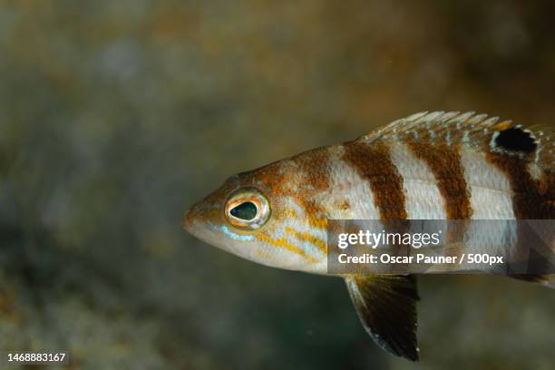 close-up of saltwater tropical fish swimming in sea,spain - pez tropical stockfoto's en -beelden