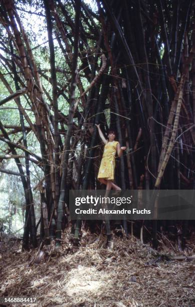 Actress Leslie Caron with a yellow dress, climbs in the bamboo in 1963 at Ocho Rios, St. Ann, Jamaica.