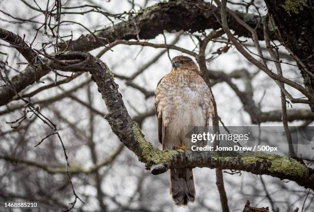 coopers hawk on a cold foggy morning,plum island,massachusetts,united states,usa - coopers hawk stock pictures, royalty-free photos & images