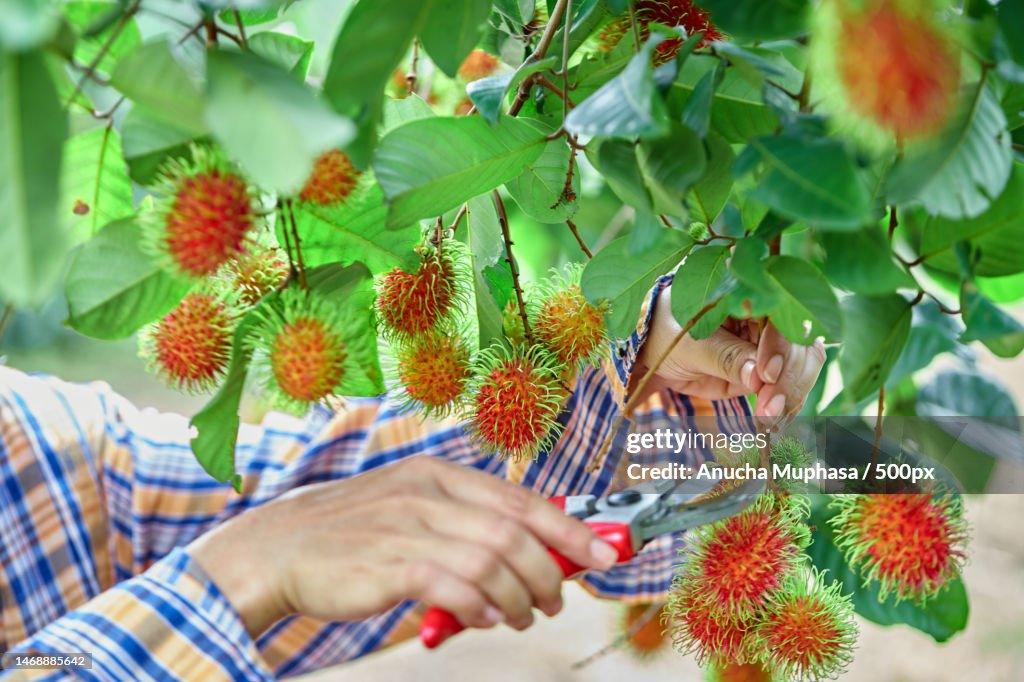 Agriculture hand cutting ripe rambutan fruit on tree branch,Sa Kaeo,Thailand