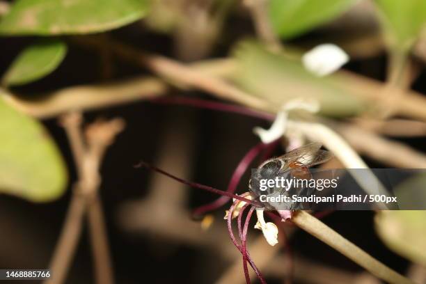Indian Wasp Insect India Wasps Photos and Premium High Res Pictures - Getty Images