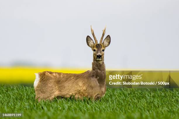 portrait of roe deer standing on field against sky,kragujevac,serbia - roe deer fotografías e imágenes de stock