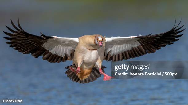 close-up of water snow goose flying over lake,hyde park,london,united kingdom,uk - snow goose stock pictures, royalty-free photos & images