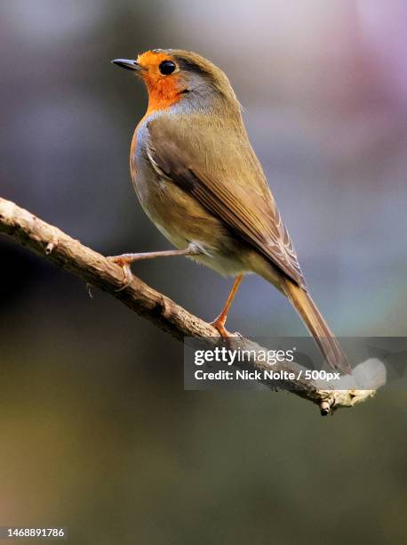 close-up of songwarbler perching on branch,germany - songbird stock-fotos und bilder