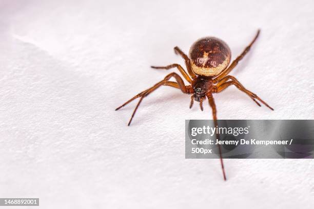 close-up of spider - brown recluse spider stockfoto's en -beelden