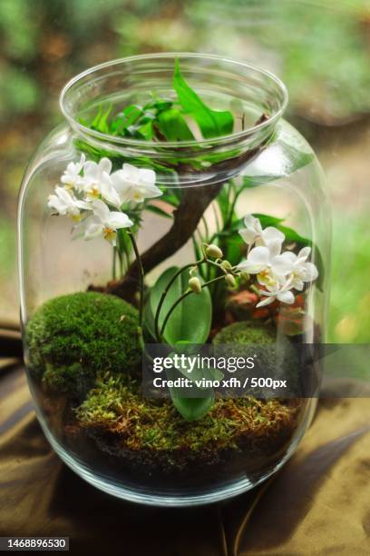 close-up of plants in jars on table,indonesia - terrarium stock pictures, royalty-free photos & images