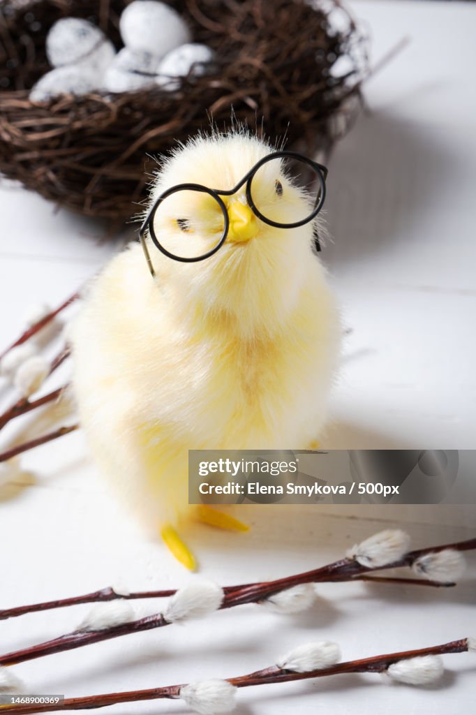 A yellow chicken with glasses next to the nest,Moscow,Russia