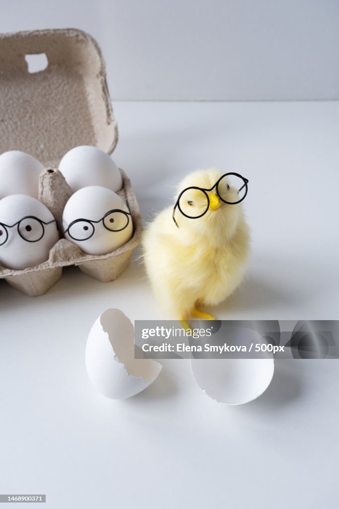 Funny newborn chick glasses with broken egg shell on head conceptual scene just born,Moscow,Russia