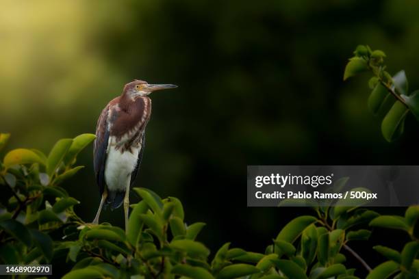 close-up of bird perching on plant - florida estados unidos ストックフォトと画像