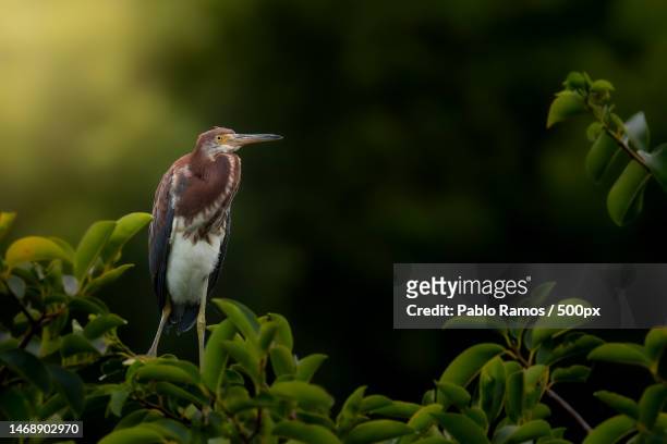 close-up of bird perching on plant - florida estados unidos stock pictures, royalty-free photos & images