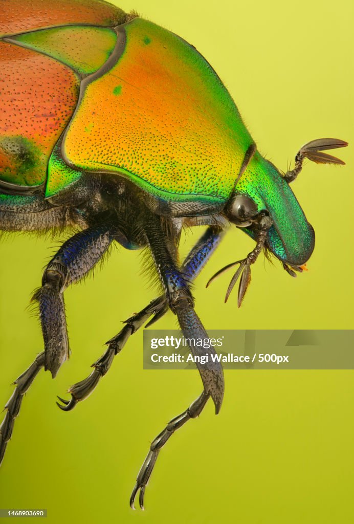 Utitod Insect Closeup Of Insect On Green Leaf Newcastle Upon Tyne United Kingdom Uk ...