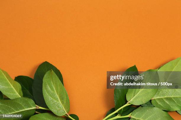 close-up of leaves against orange background,italy - saraswati puja stock pictures, royalty-free photos & images