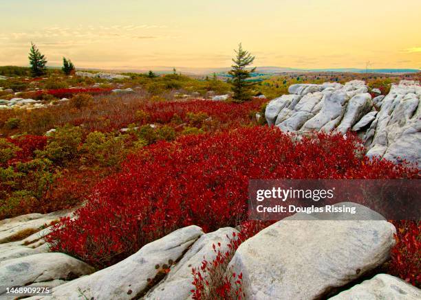 monongahela national forest, dolly sods - monongahela national forest stock-fotos und bilder