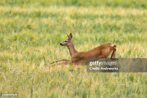 female roe deer (capreolus capreolus) - doe foot stock pictures, royalty-free photos & images