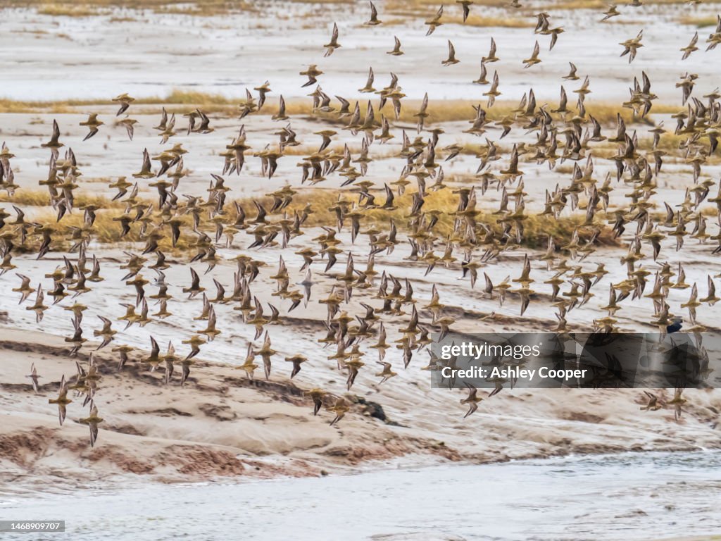 A flock of Golden Plover, Pluvialis apricaria, flying over mudflats in Barrow in Furness, Cumbria, UK.