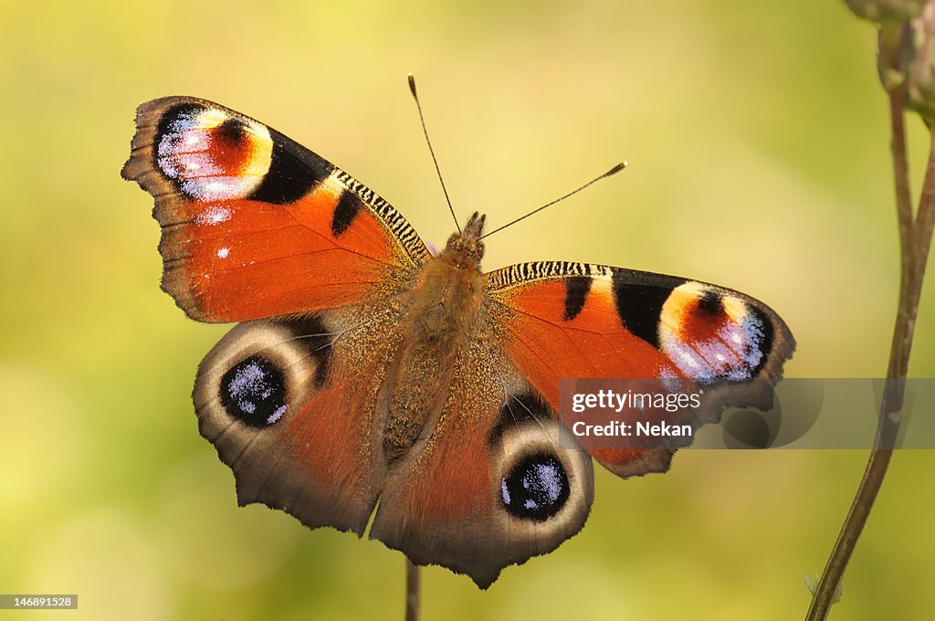 Butterfly peacock (Inachis Io).
