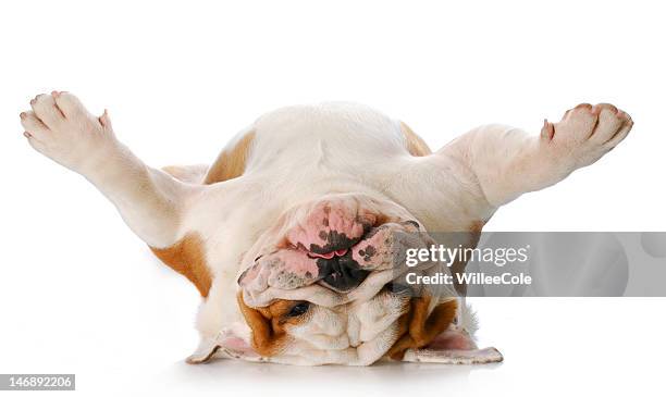 dog upside down