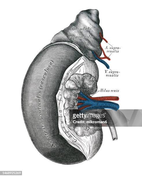 old chromolithograph illustration of section of the right kidney and adrenal gland - human kidney stock pictures, royalty-free photos & images