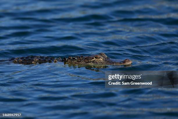 An alligator is seen on the 7th hole during the first round of The Honda Classic at PGA National Resort And Spa on February 23, 2023 in Palm Beach...