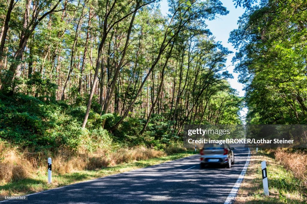 Country road near Walddrehna Brandenburg, Germany