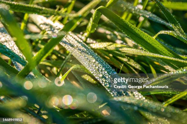 close up photo of dew on green grass - zoom in stock pictures, royalty-free photos & images