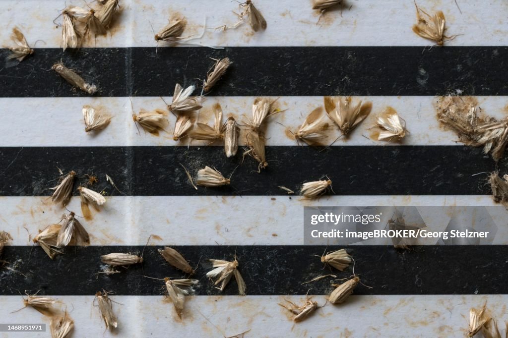 Common clothes moths (Tineola bisselliella) on adhesive strips of a moth trap, Frankfurt am Main, Hesse, Germany