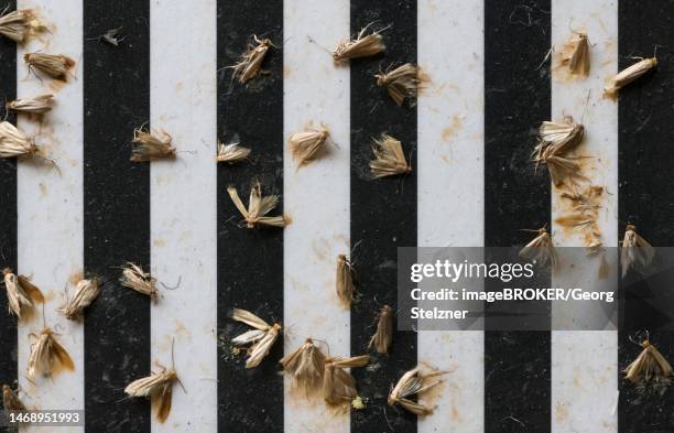 common clothes moths (tineola bisselliella) on adhesive strips of a moth trap, frankfurt am main, hesse, germany - tineola bisselliella stock pictures, royalty-free photos & images