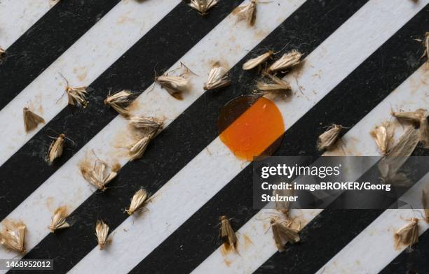 common clothes moths (tineola bisselliella) on adhesive strips of a moth trap, frankfurt am main, hesse, germany - kleidermotte stock-fotos und bilder