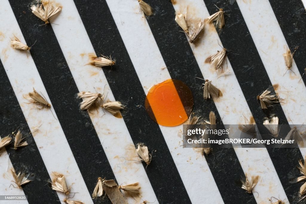 Common clothes moths (Tineola bisselliella) on adhesive strips of a moth trap, Frankfurt am Main, Hesse, Germany