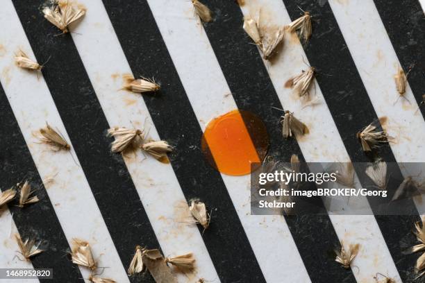 common clothes moths (tineola bisselliella) on adhesive strips of a moth trap, frankfurt am main, hesse, germany - tineola bisselliella stock pictures, royalty-free photos & images