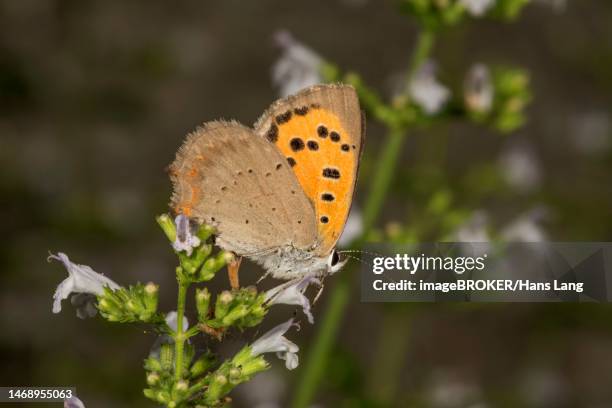 small copper (lycaena phlaeas) on calamint (calamintha nepeta), baden-wuerttemberg, germany - calamintha stock pictures, royalty-free photos & images