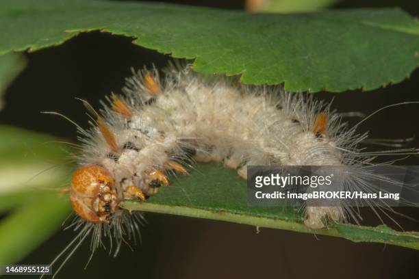 nut-tree tussock (colocasia coryli) young caterpillar feeding on dog rose (rosa canina) leaf, baden-wuerttemberg, germany - ca nina stock pictures, royalty-free photos & images