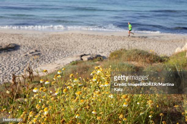 camomile blossom by the wayside, behind a jogger on the beach, cami de cavalls, menorca, balearic islands, spain - cavalls stock pictures, royalty-free photos & images