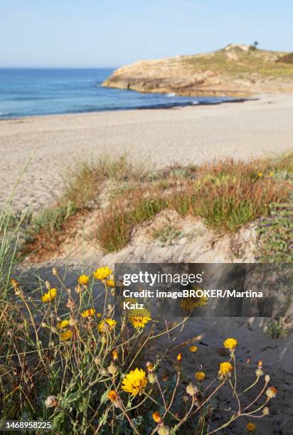 targetes along the path, in the back the headland at san bou beach, cami de cavalls, menorca, balearic islands, spain - cavalls stock pictures, royalty-free photos & images