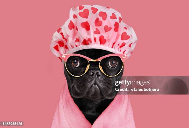 bulldog with shower cap with hearts - pet clothing stock-fotos und bilder