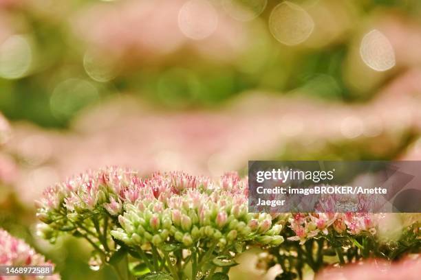showy stonecrop (sedum spectabile) with morning dew, late summer, germany - barrilha imagens e fotografias de stock