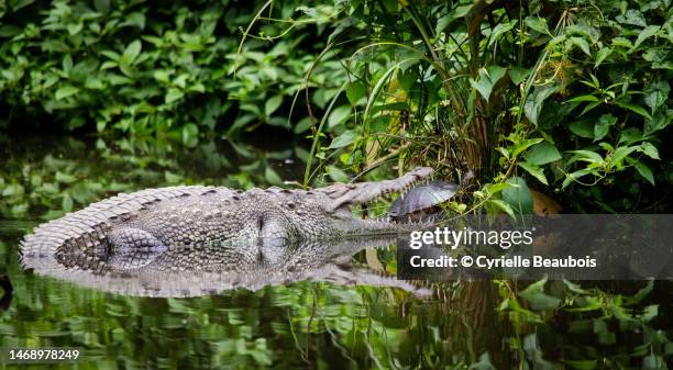 american crocodile about to eat a turtle - puntarenas fotografías e imágenes de stock