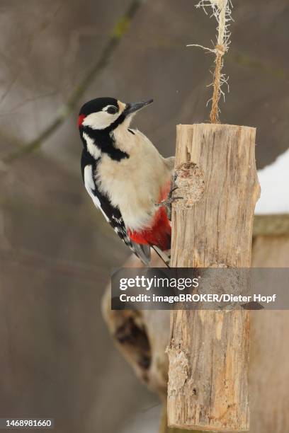 great spotted woodpecker (dendrocopos major) at the forage wood at winter feeding, allgaeu, bavaria, germany - great spotted woodpecker stock illustrations