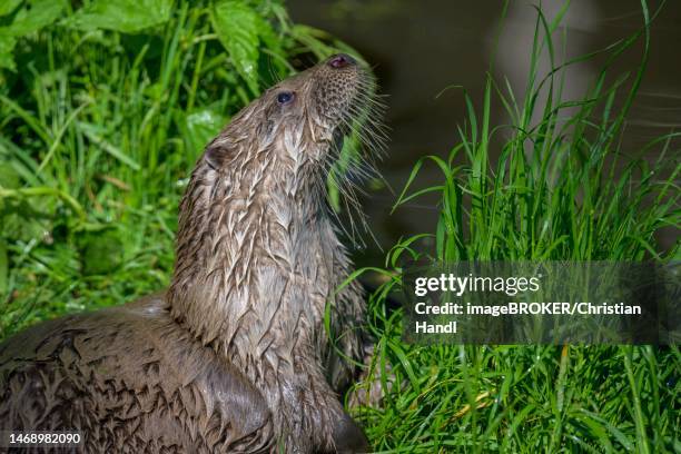 15 Schrems Lower Austria Stock Photos, HighRes Pictures, and Images
