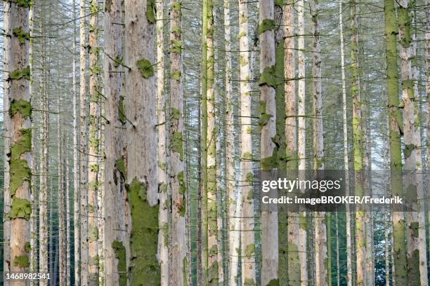 stockillustraties, clipart, cartoons en iconen met coniferous forest, dead spruce (picea abies) due to bark beetle infestation and drought, arnsberger wald nature park park, north rhine-westphalia, germany - wald