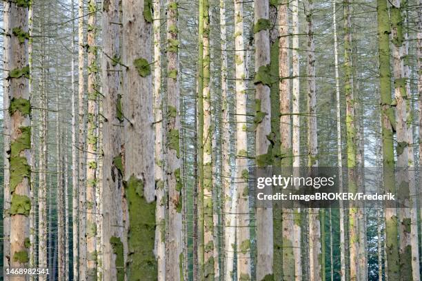 coniferous forest, dead spruce (picea abies) due to bark beetle infestation and drought, arnsberger wald nature park park, north rhine-westphalia, germany - wald stock illustrations