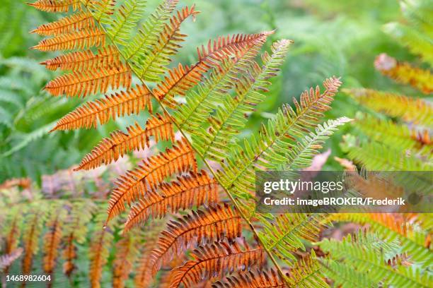 bracken (pteridium aquilinum), fern frond with autumnal colouring, arnsberger wald nature park park, north rhine-westphalia, germany - wald stock illustrations