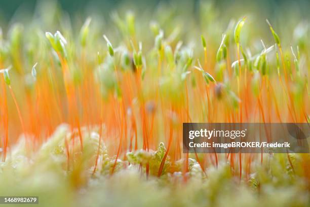 common haircap moss (polytrichum commune) with spore capsules, arnsberg forest nature park park, north rhine-westphalia, germany - polytrichum commune stock illustrations