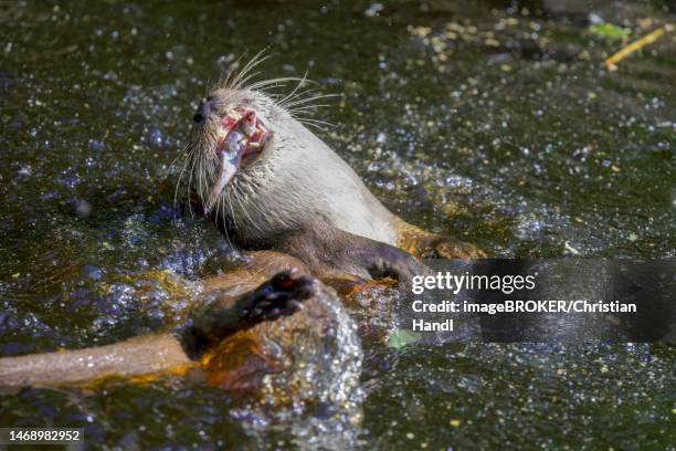 Schrems Lower Austria StockFotos und Bilder Getty Images