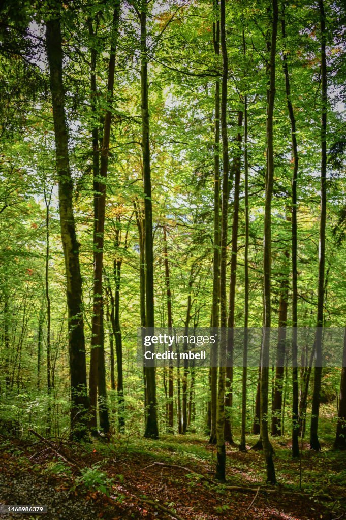 Trees In Germany Tall Trees And Woods In Bavarian Forest Schwangau Bavaria Germany High ...