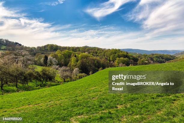 blossoming cherry trees in hilly landscape, sunny spring weather, ruehler schweiz, bodenwerder, solling-vogler nature park park, weserbergland, lower saxony, germany - naturpark stock-fotos und bilder
