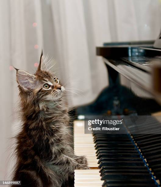 Cat looking up with its paw on a piano