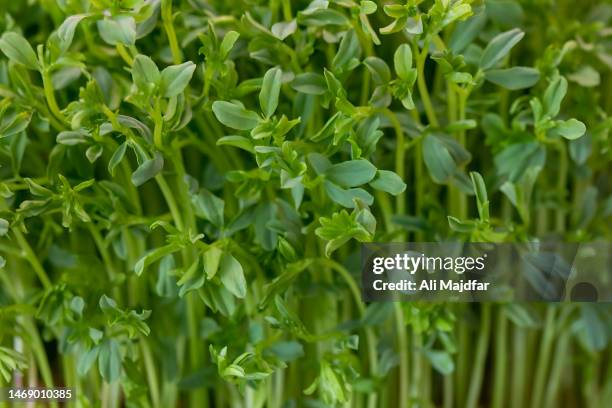 germinated lentil leaves - alfalfa stock pictures, royalty-free photos & images